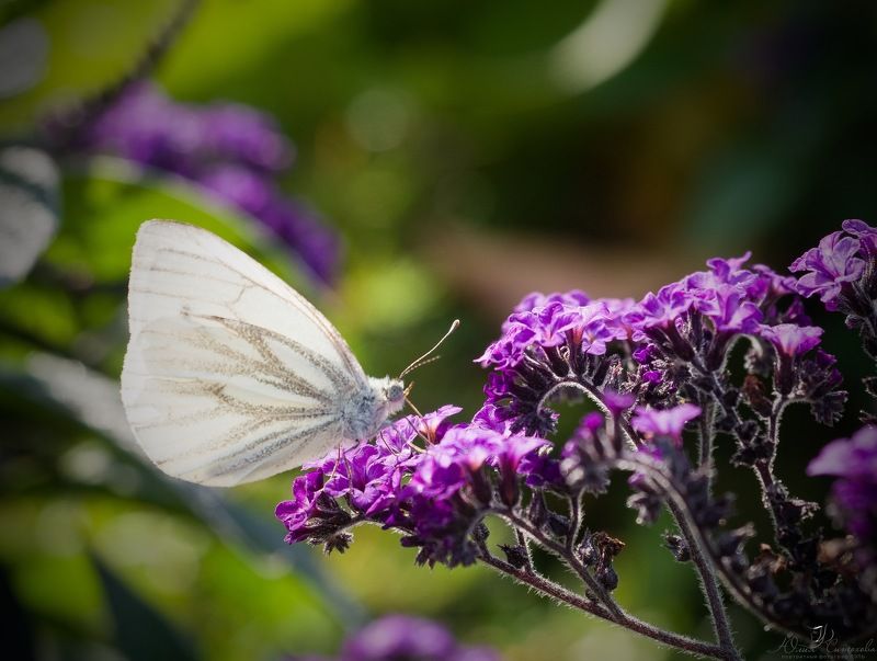 Бабочка, цветы, лето Последние тёплые денькиphoto preview