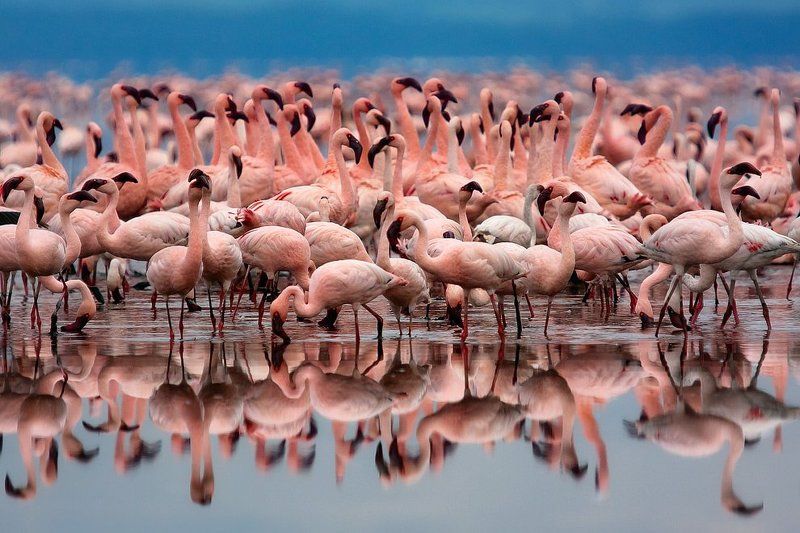 африка, кения, накуру, фламинго Pink Substancephoto preview