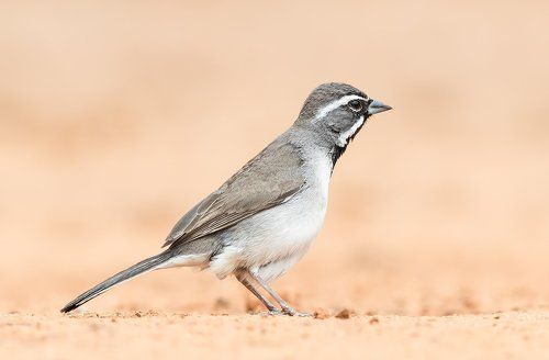Black-throated Sparrow -Черногорлые пустынные овсянки