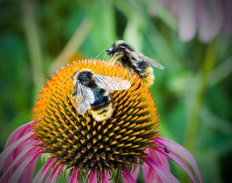 Цветы, пчёлы, Пушистикиphoto preview