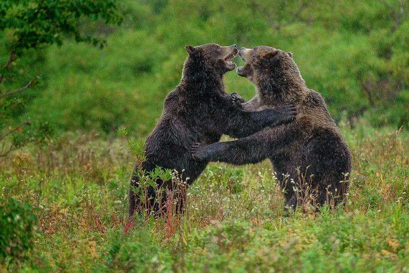 бурый медведь камчатка Камчатский вальсphoto preview