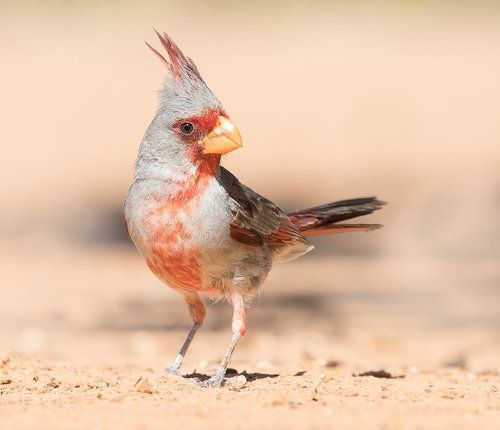 Pyrrhuloxia (male and female). Попугайный кардинал