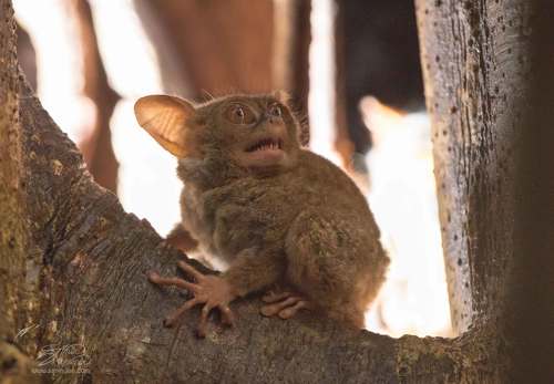 Долгопят (Spectral tarsier)