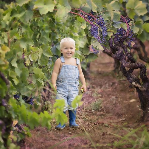 двухлетка в винограднике