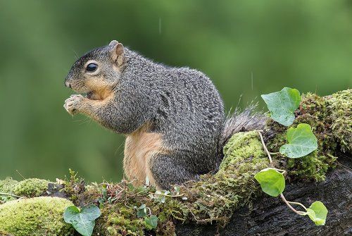 Белка -Squirrel