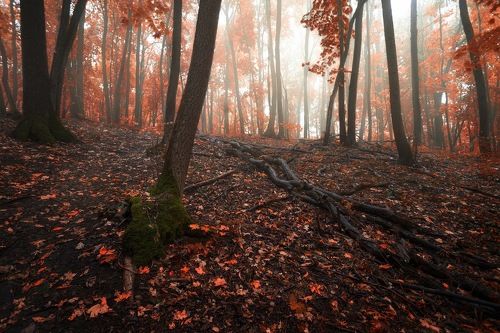 Осень в красном лесу