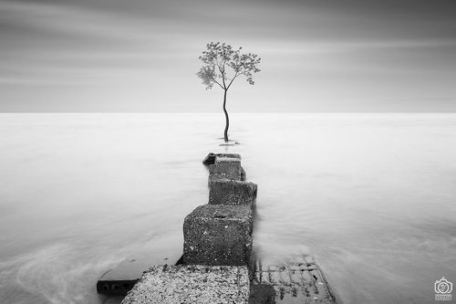 Tree and Sea