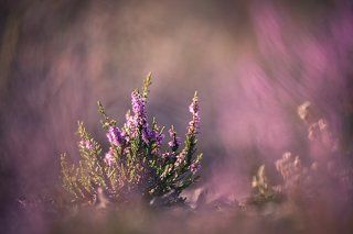 Дикий вереск