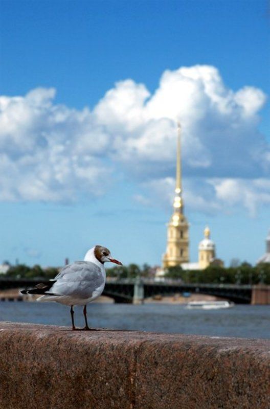 Санкт Петербург Нева Чайки