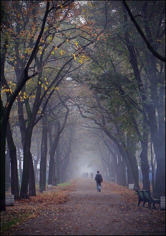 Печаль окончание. Печальный пейзаж. Грустный пейзаж. Аллея в тумане. Туманные аллеи.