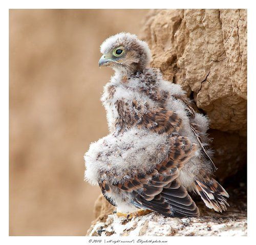 Птенец Пустельги (Falco tinnunculus)