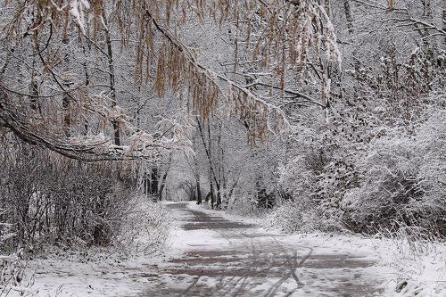 Первый снег в Сокольниках.