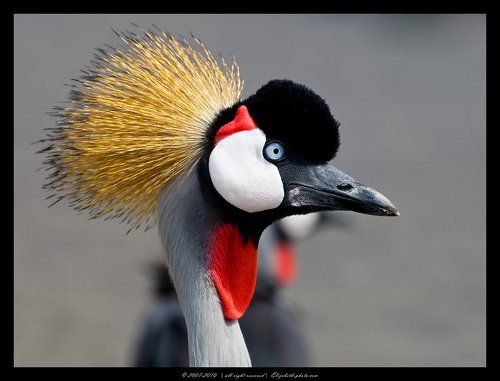 Венценосный журавль - Crowned Crane