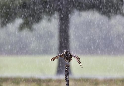Cыч в дождик - Burrowing Owl