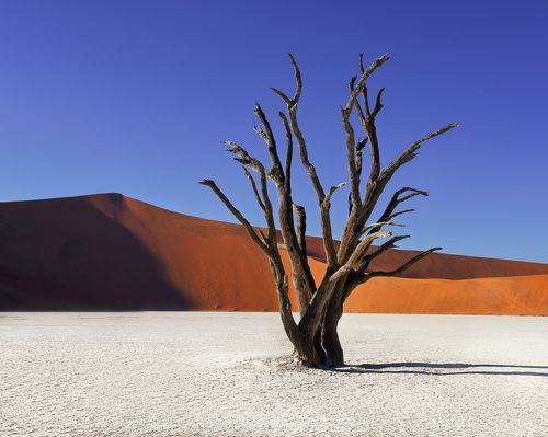 Dead Acacia Trees and Red Dunes of Deadvlei