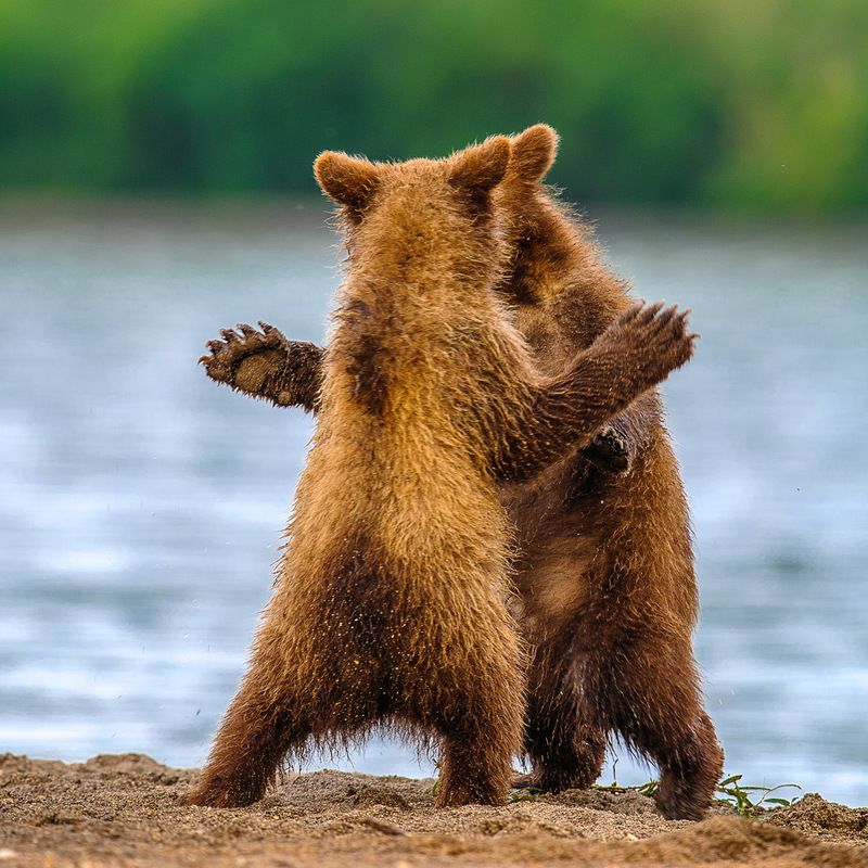 #bear #kamchatka #wildlife #wildlifephotography #wildnature #nikon #outdoors #animal #nature  #naturelovers #bearphoto  #cubs Дай пять !photo preview