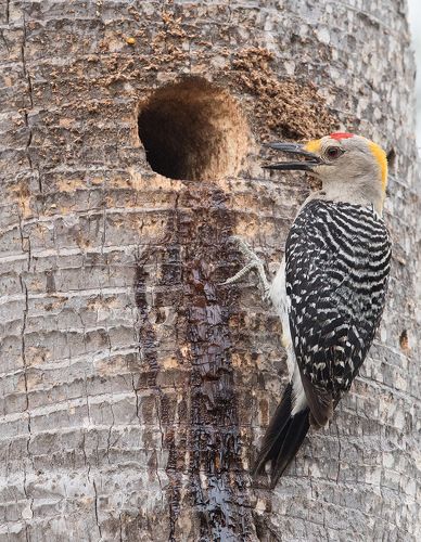 Золотолобый меланерпес -Golden fronted Woodpecker.