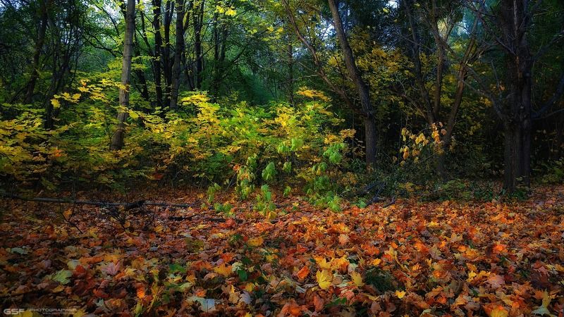 лес осень деревья листья природа пейзаж Осени уютный уголокphoto preview