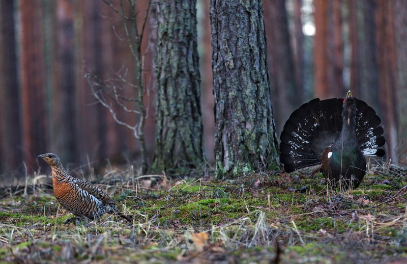 песня глухари саяны. болотный глухарь. песня глухари саяны. песня глухари саяны. песня глухари саяны.