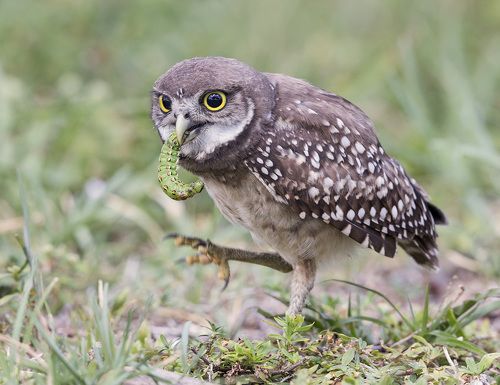 Сыч с добычей - Burrowing Owl