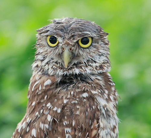 Портреты Сычей - Burrowing Owls