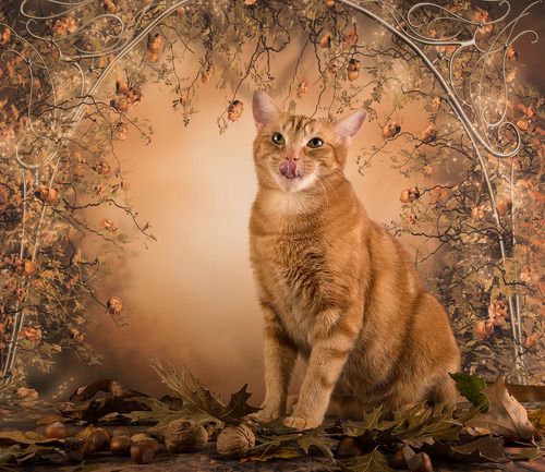 Рыжий Кот на осеннем фоне - Autumn Ginger