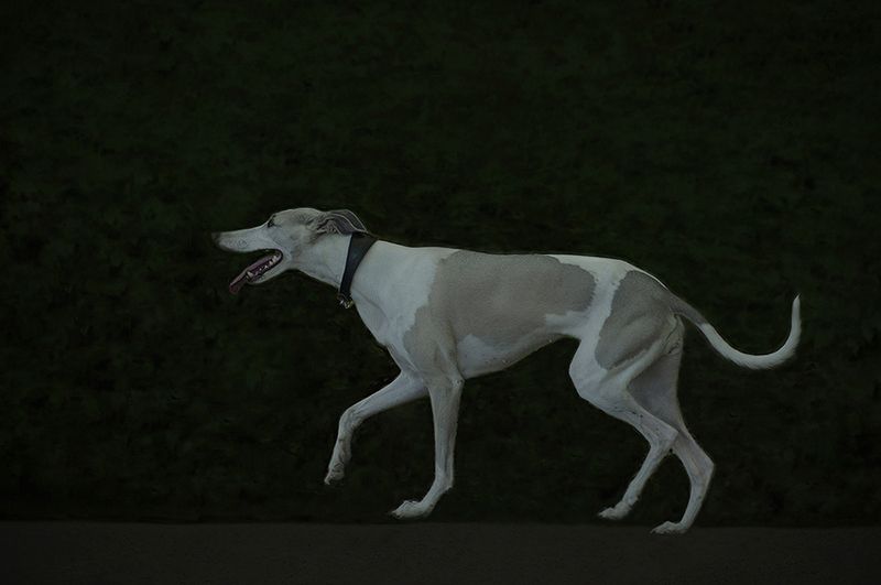 Greyhoundphoto preview