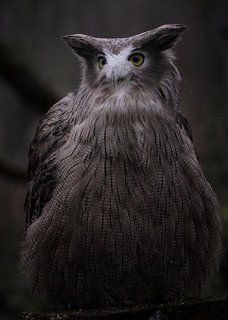 Night Guardian