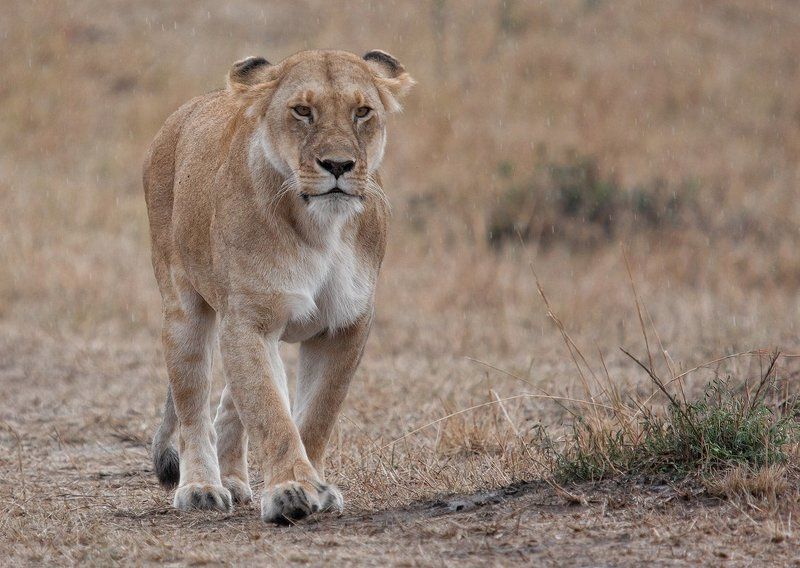 Lioness in the rain фото