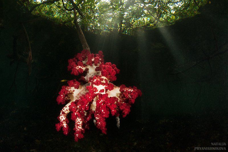 подводная съемка, вода, свет, коралл, лучи, мангры всплеск светаphoto preview