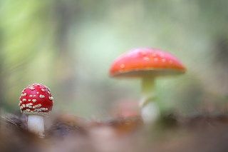В стране мухомория