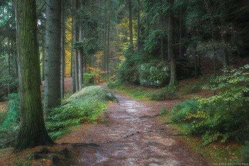 Сказочный лес Саксонии