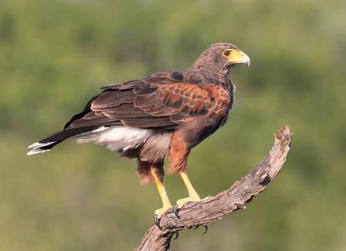 Пустынный канюк (самка) - Harris Hawk (female)