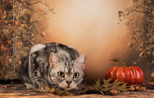 Котики на осеннем фоне - Autumn Сats