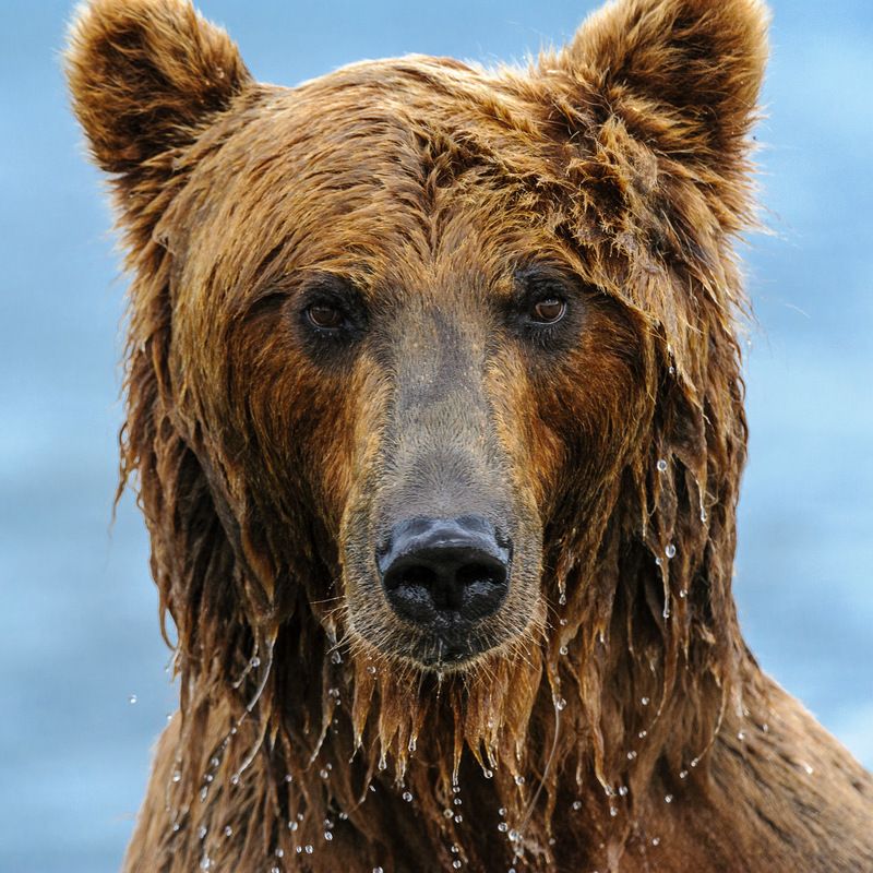 бурый медведь,камчатка, сергей иванов, южно-камчатский заказник Милок ! Сними на паспорт !photo preview
