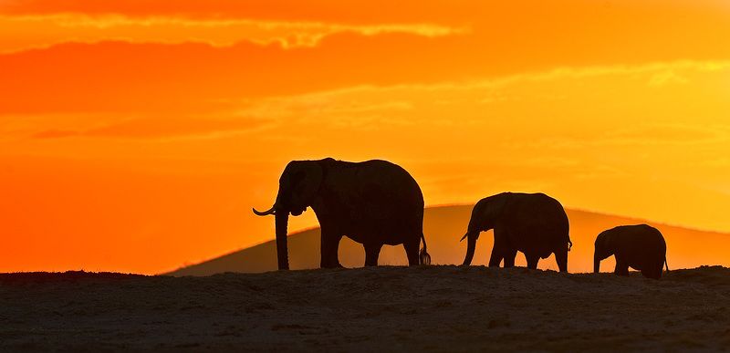 слоны Слоны на закатеphoto preview