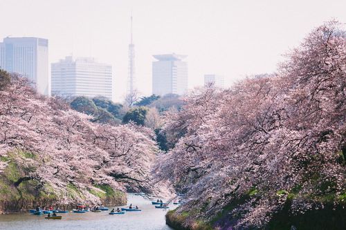 Япония, Токио, цветение сакуры