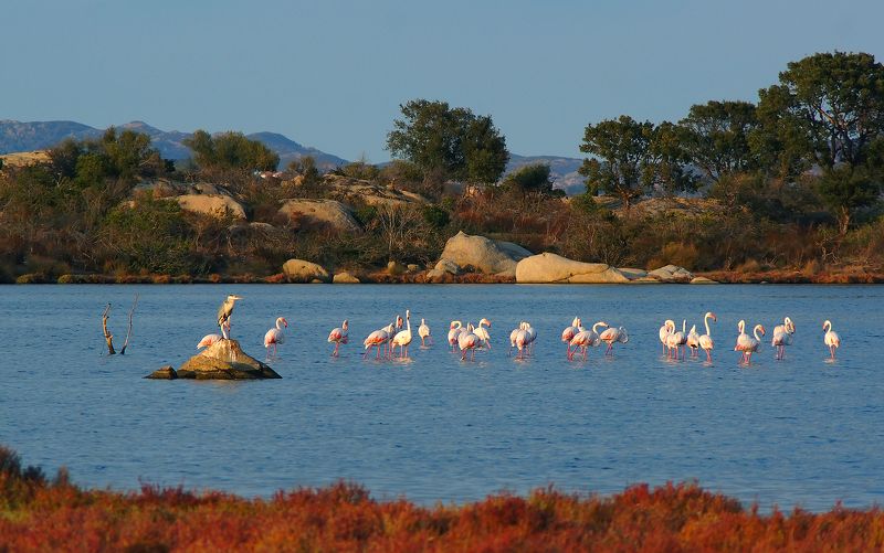 фламинго Fenicottero  (Фламинго в Сан Теодорро, Сардиния)photo preview
