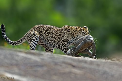 Leopard hunting Monitor Lizard