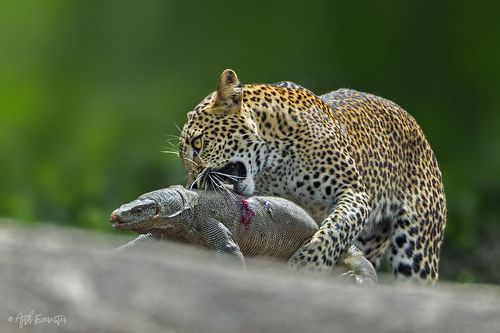 Srilankan Leopard hunting Monitor Lizard