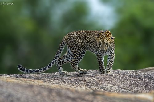 Srilankan Leopard
