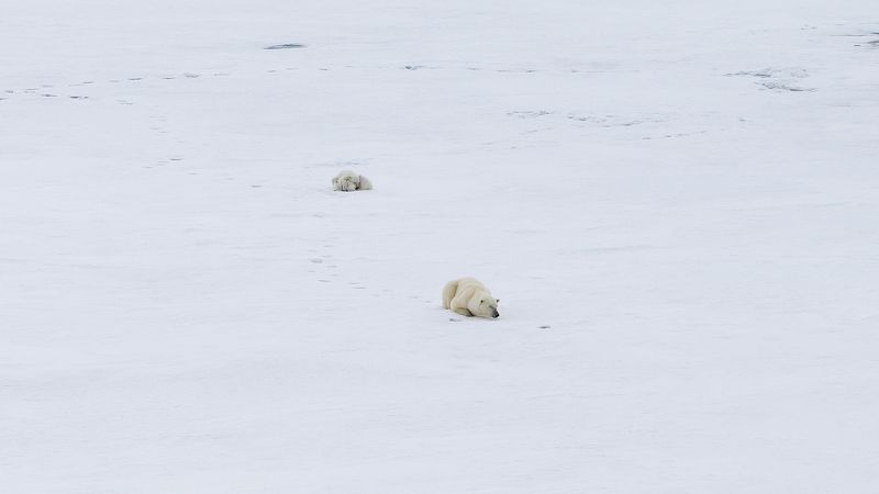 #фотографАндреевАндрей #зфи #арктика #медведи photo preview