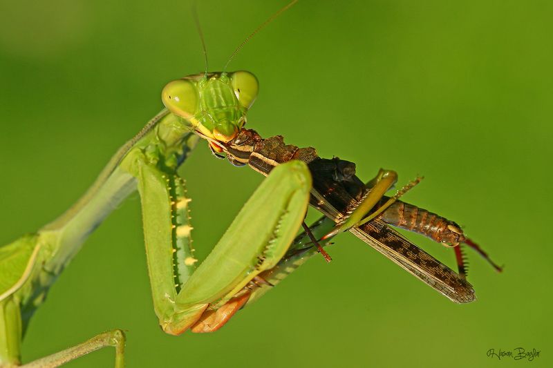 #praying#mantis#eating#graahopper#macro#nature#northcyprus sandwichphoto preview