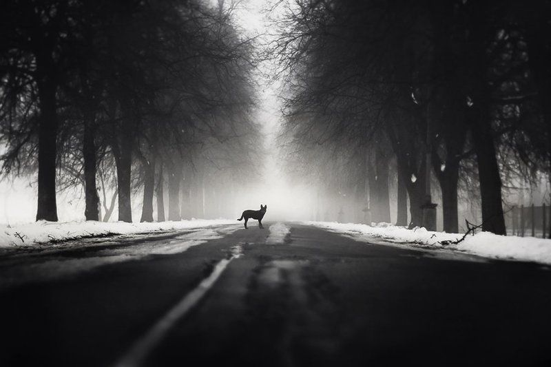 dog, fog, park, bw, black, dog, myth Follow mephoto preview