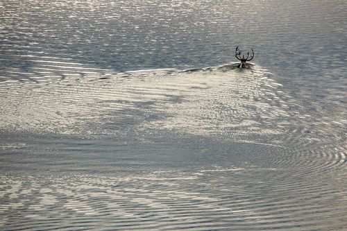 Северный олень переплывает озеро Джека Лондона