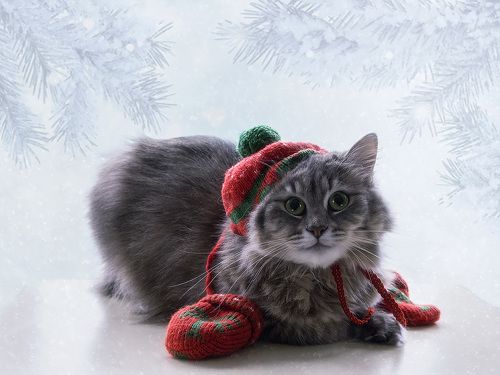 Зимняя кошачья мода