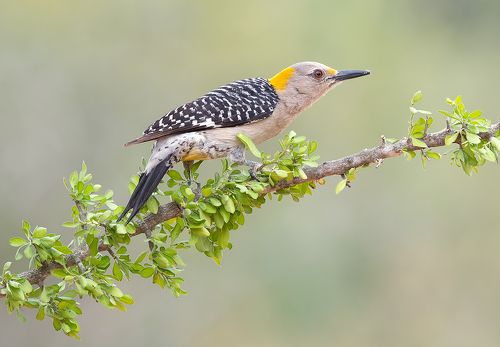 Птицы и Живность Техаса - Birds and Animals Texas