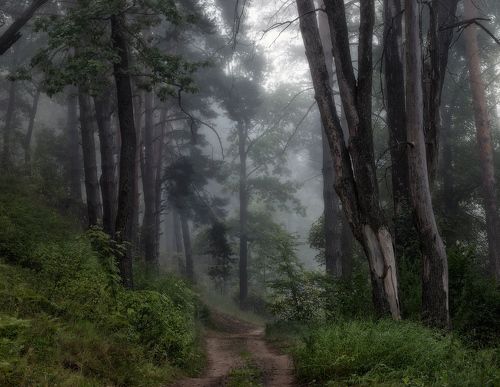 Путь через лес