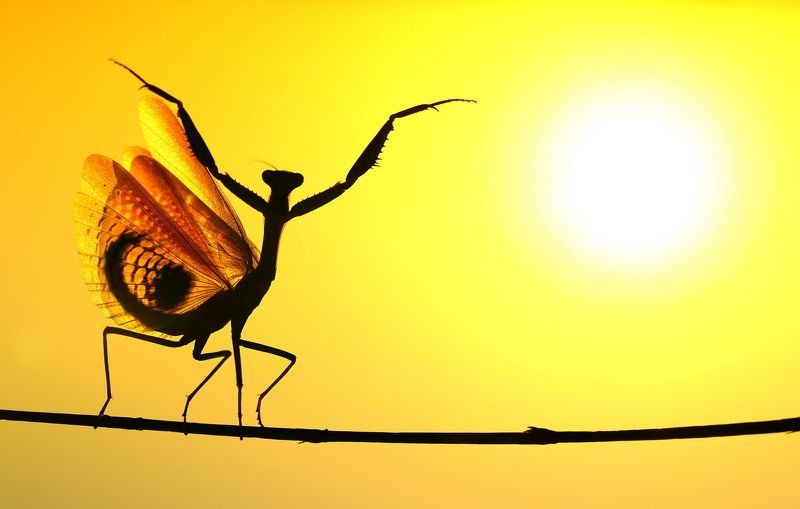 praying,mantis,sunset,dancing,nature,macro,cyprus Sunwardphoto preview