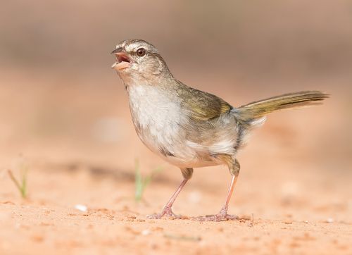Olive sparrow - Воробей